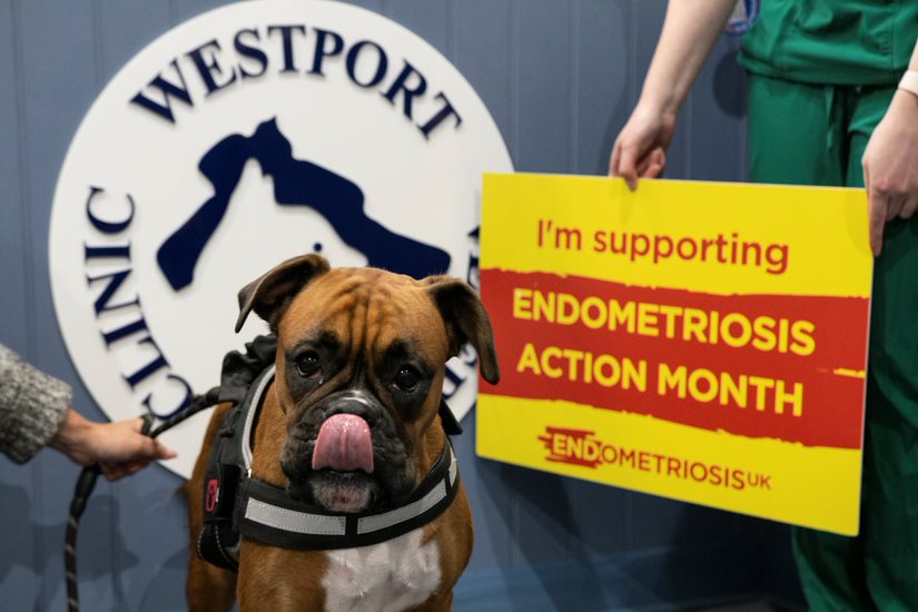 Brown boxer dog wearing a harness stands in the foreground with its tongue slightly out. Behind the dog is a large circular sign displaying the Westport Clinic logo. To the right, a person in green medical scrubs holds a bright yellow and red sign reading: “I’m supporting ENDOMETRIOSIS ACTION MONTH” with the Endometriosis UK logo beneath.