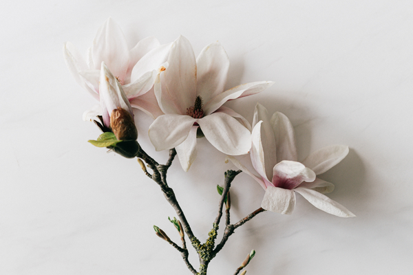 Flowers on a white background